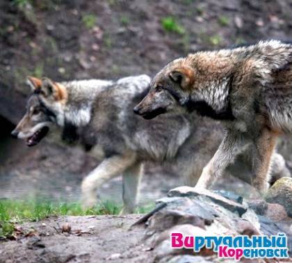 В Кореновском районе были замечены волки