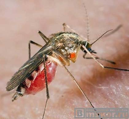 Комары. Отпугиватель комаров или средство от комаров своими руками