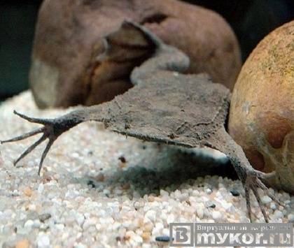 Интересные факты о лягушке «пипа»