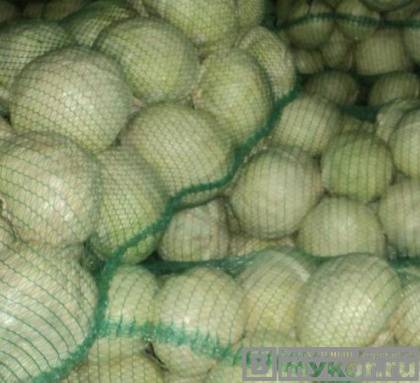 В Кореновском районе сотрудники Россельхознадзора выявили 10 тонн капусты без карантинного сертификата