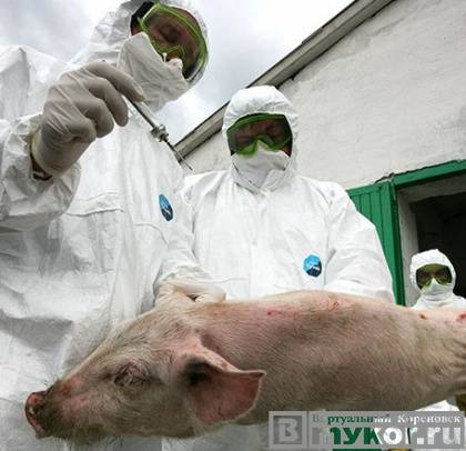 Россельхознадзор заявил о своих подозрениях на очередную вспышку африканской чумы свиней (АЧС) в Кореновском районе