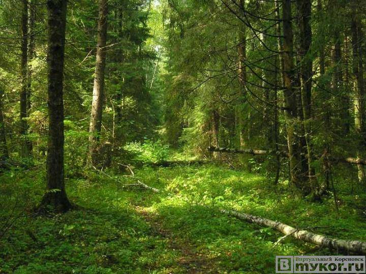 Почему возраст лесов России не превышает 200 лет?