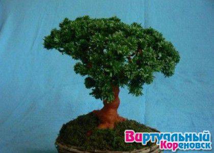 Дерево Бонсай из гофрированной бумаги