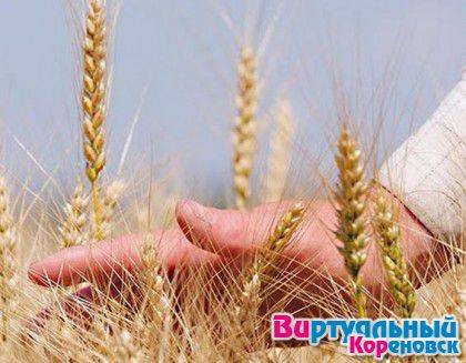 Урожай-2014 в Кореновском районе войдёт в историю