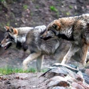 В Кореновском районе были замечены волки