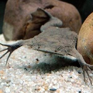 Интересные факты о лягушке «пипа»