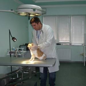 В Кореновске после модернизации открылась ветеринарная клиника