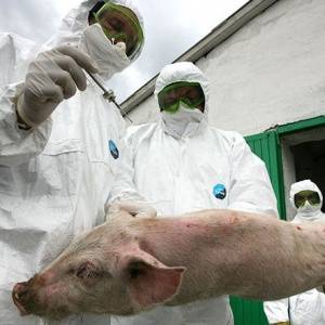 Россельхознадзор заявил о своих подозрениях на очередную вспышку африканской чумы свиней (АЧС) в Кореновском районе