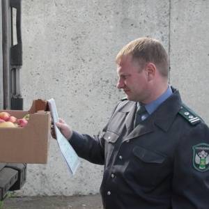 Более 400 килограммов санкционных польских яблок изъял Россельхознадзор на рынке в Кореновске
