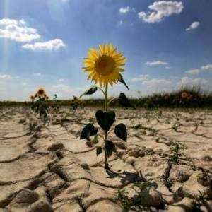 Тревожный звонок: на Кубани проявляются предпосылки к засухе