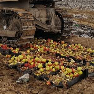 С помощью ФСБ в Кореновском районе изъята и уничтожена партия санкционных яблок