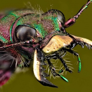 Самые опасные насекомые мира