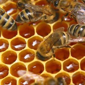 Подделка мёда. Как отличить настоящий мёд от подделки