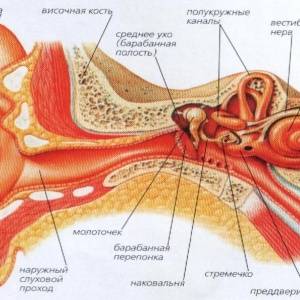 Неврит слухового нерва. Лечение народными средствами