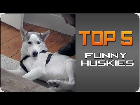 #Top5 Funny Huskies | JukinVideo Top Five