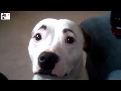 Awesome Funny & Smart Dogs Compilation  2014