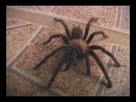 Scary Spider Stands Up!