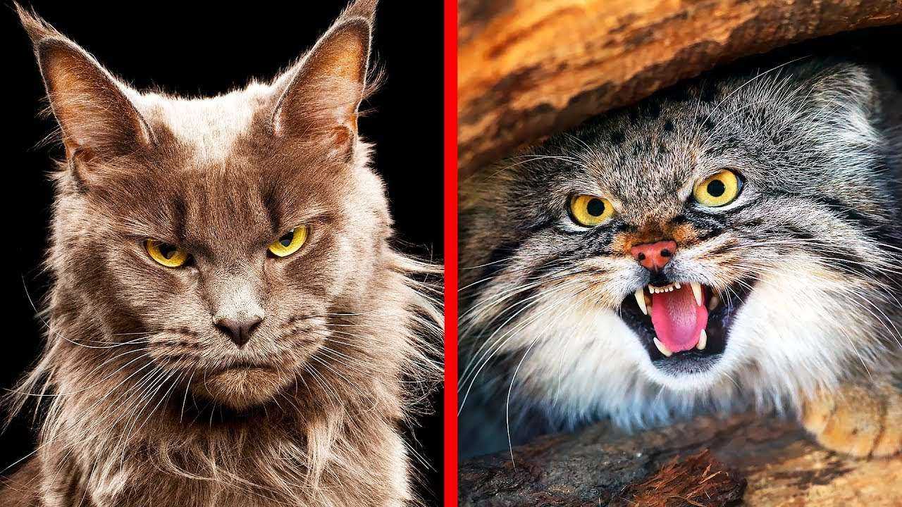 10 Самых Опасных Пород Кошек в Мире