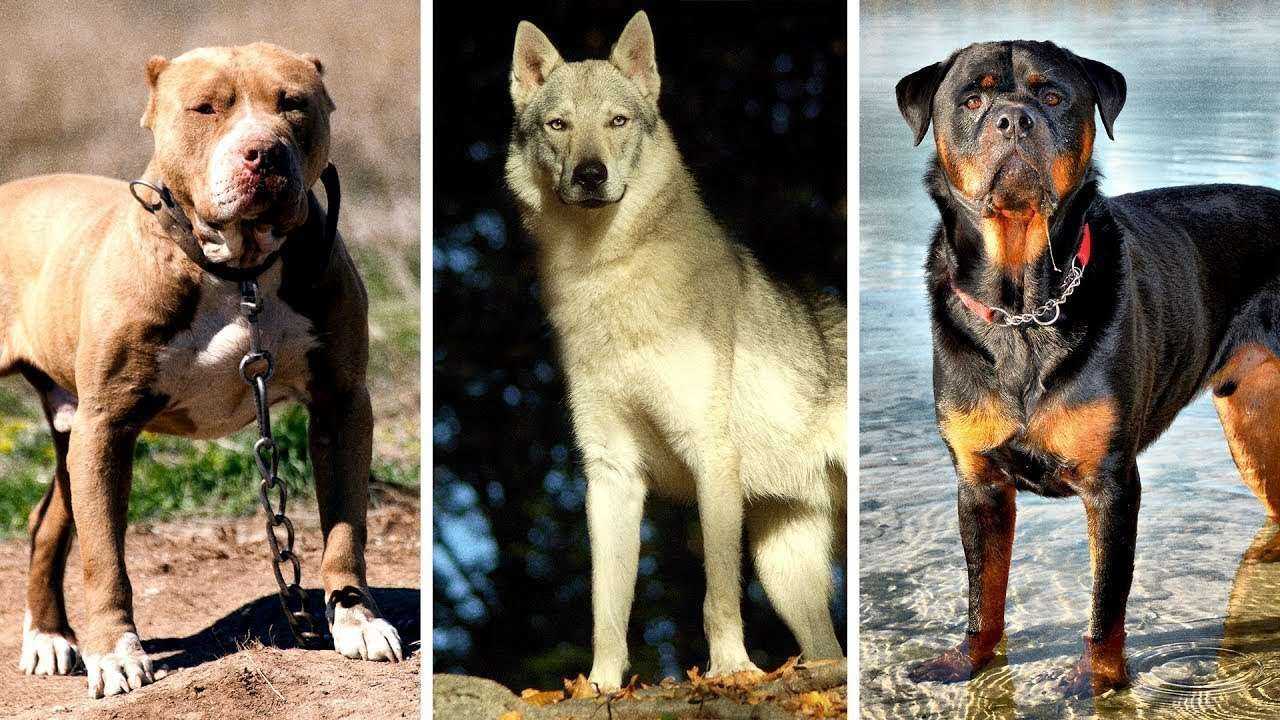 7 Пород Собак, Запрещенных во Многих Странах Мира