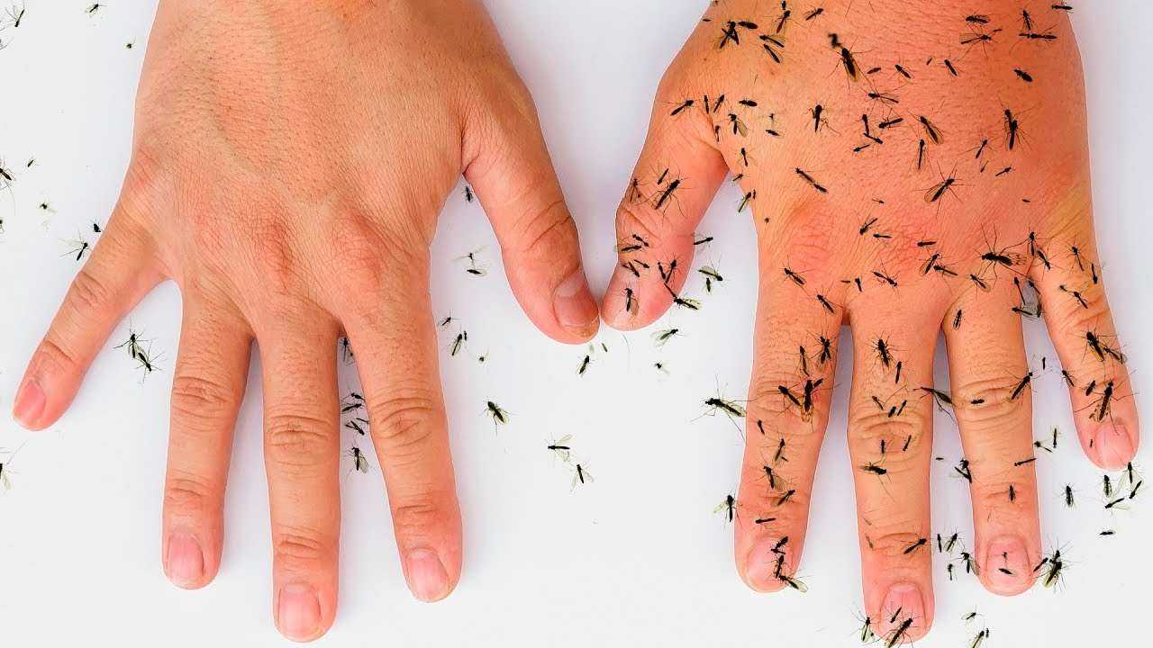 8 натуральных средств, которые избавят вас от комаров