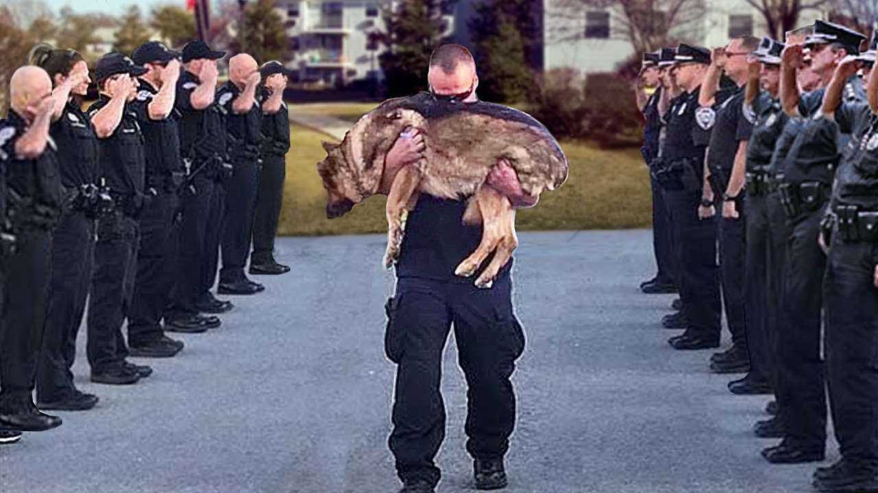 Так Хоронят Полицейских Собак в Америке. Жизнь и Служба Собак в Полиции