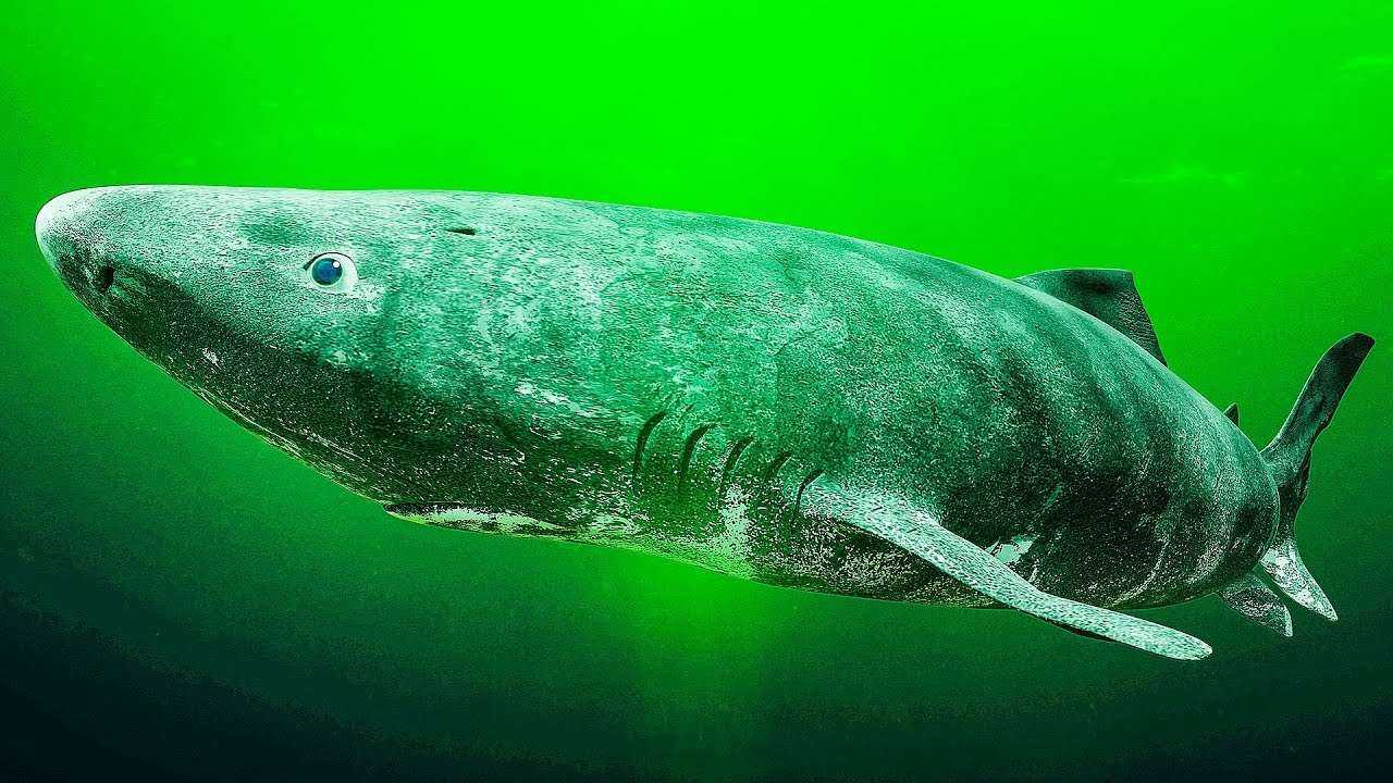 Ученые обнаружили самую старую живущую акулу возрастом в 512 лет