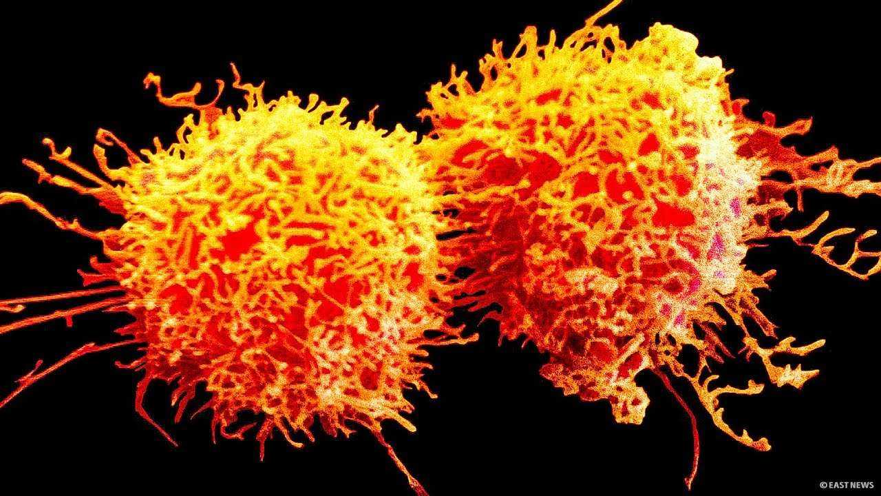 Ученые утверждают, что лекарство от рака появится уже через год