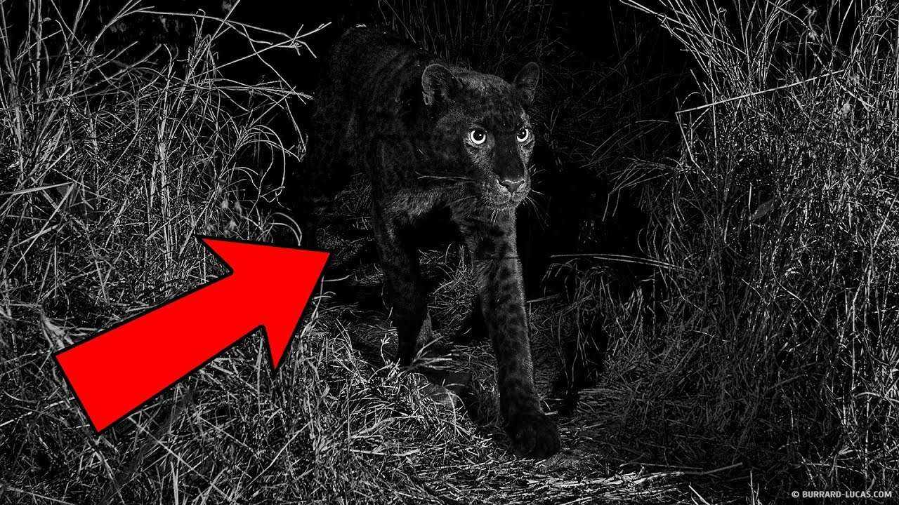 Впервые за столетие появилась фотография черного леопарда