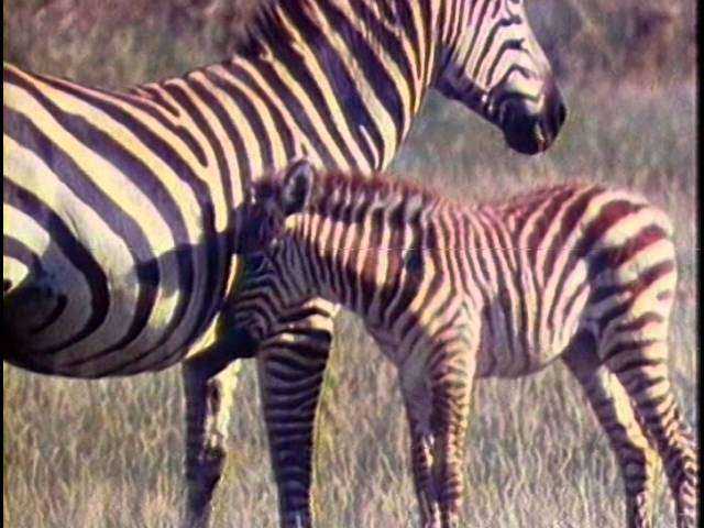 Живая энциклопедия - Африканские слоны, обезьяны, зебры