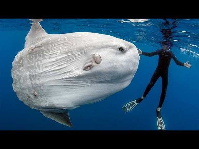 10 самых жутких существ из океанских глубин #2