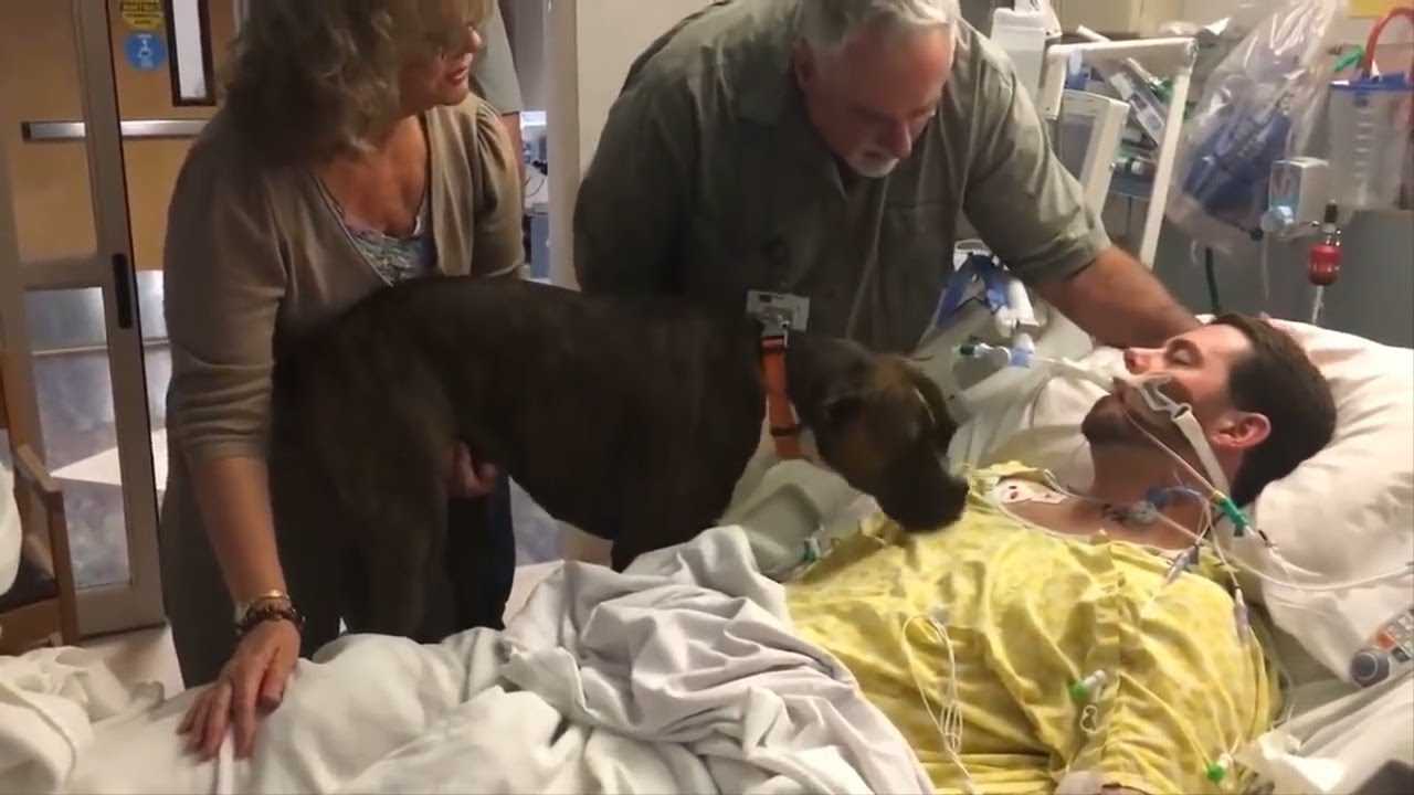Собака пришла в больницу, чтобы попрощаться…