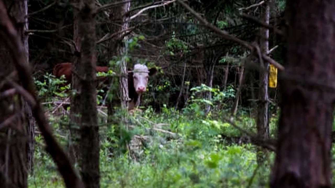 Телёнок сбежал в лес от мясников и 8 месяцев прятался с оленями, но люди вновь начали на него охоту
