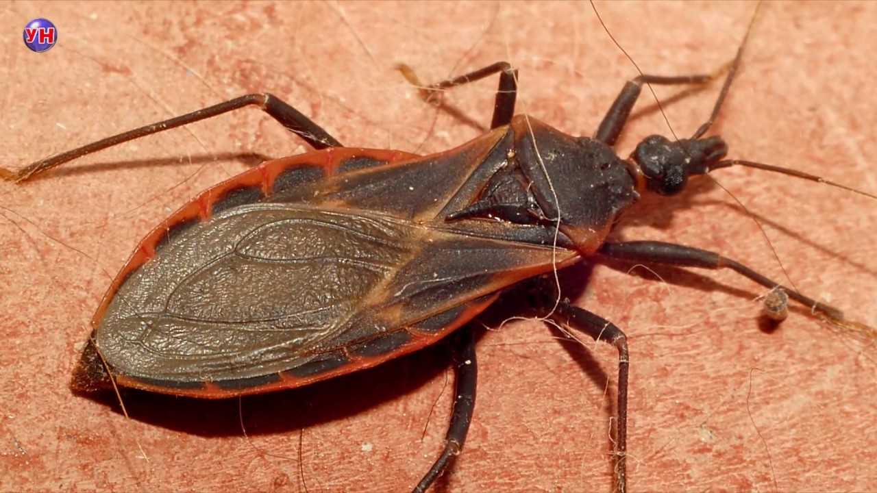 5 Самых опасных насекомых мира