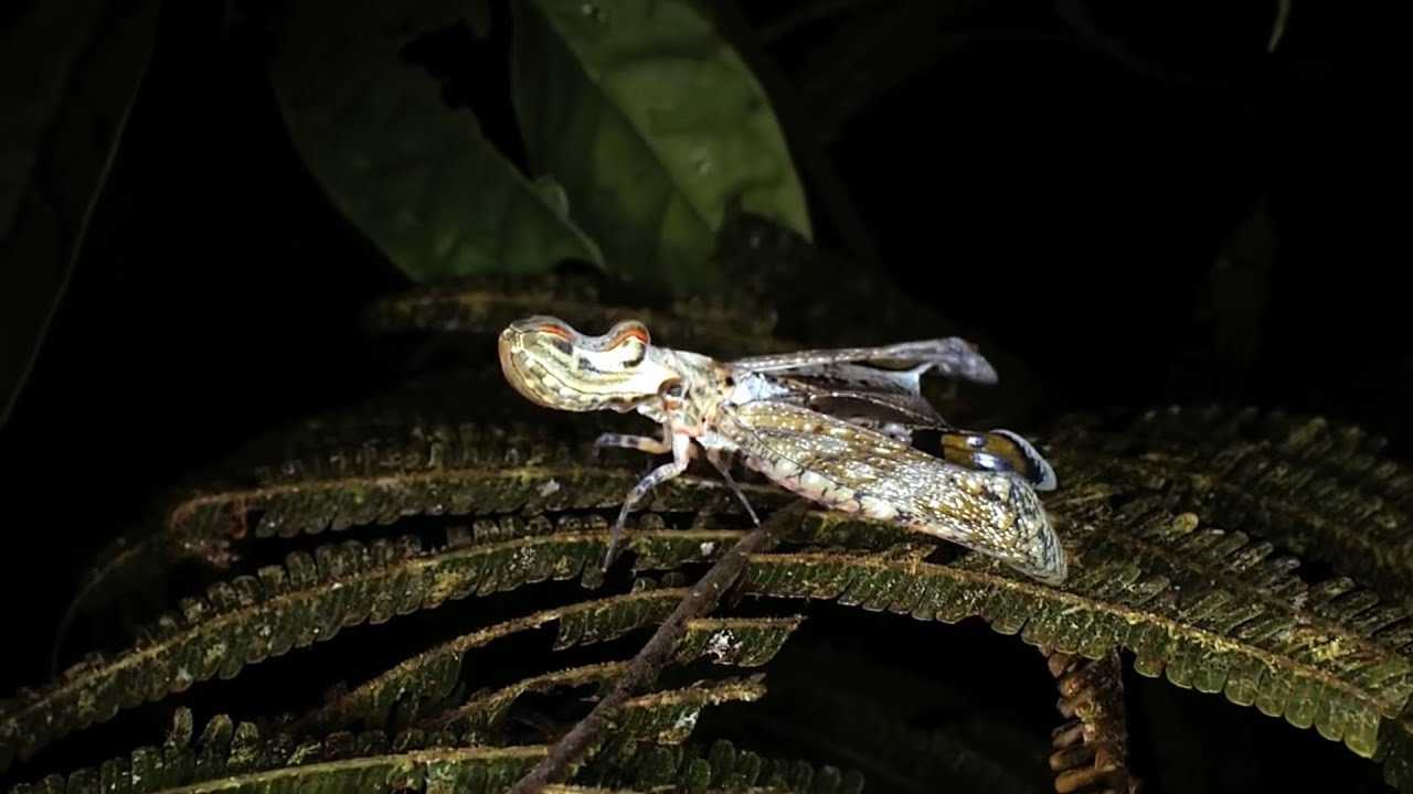 5 Самых странных насекомых в мире #2
