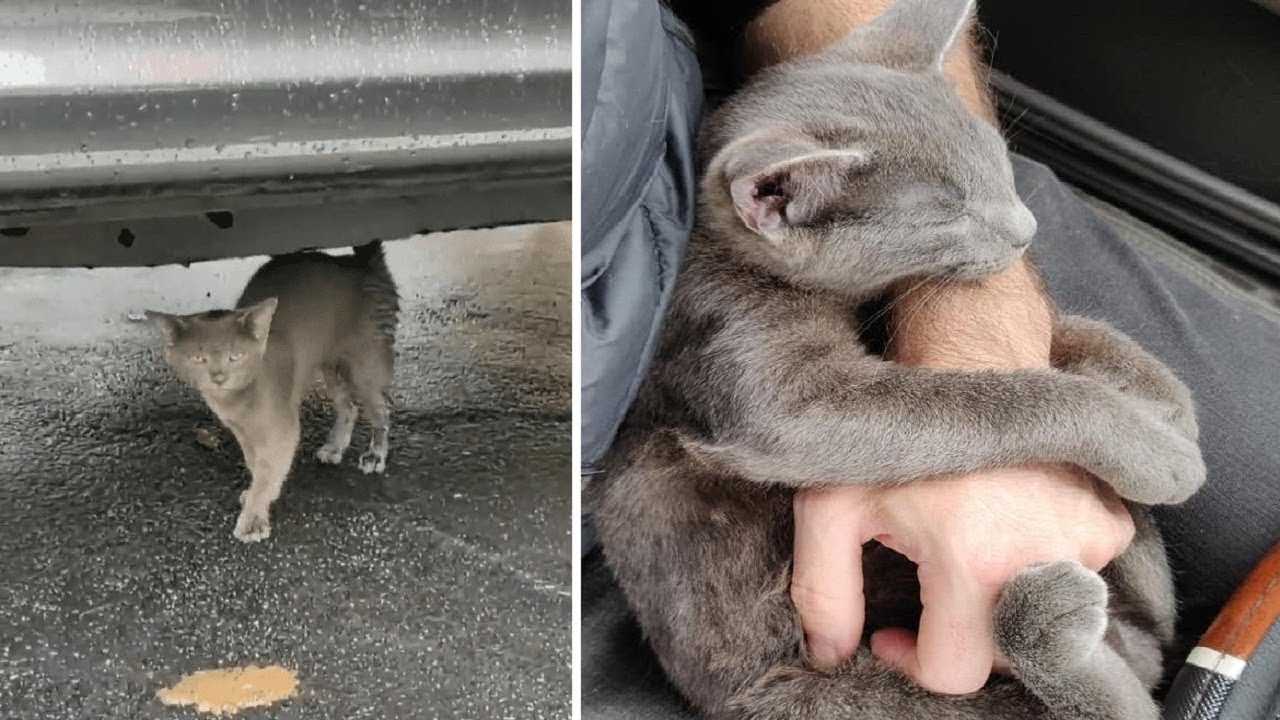 Бездомный котенок нуждался в помощи, когда к нему подошел мужчина, котенок не захотел его отпускать