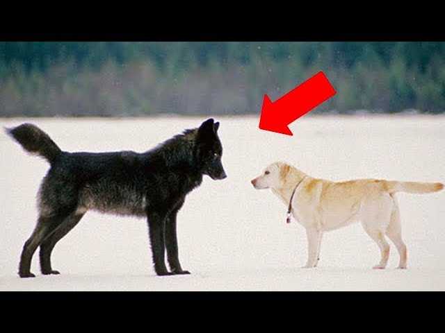 Хозяин в ужасе смотрел как волк приближался к его собаке. То что произошло потом, просто невероятно!