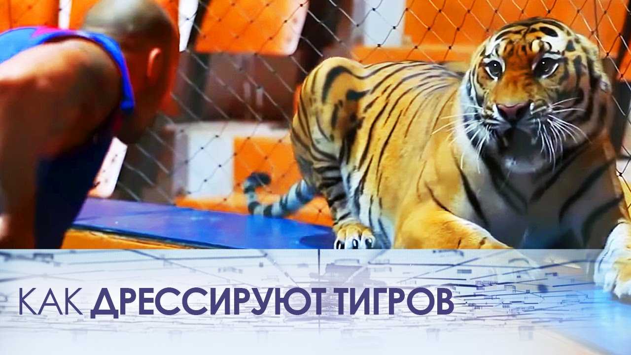 Как дрессируют тигров