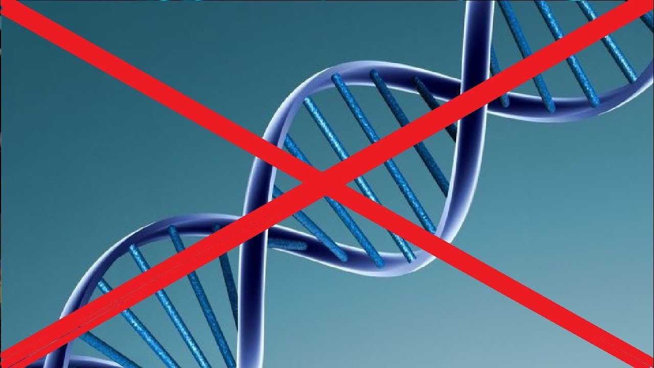 КАК НА САМОМ ДЕЛЕ ВЫГЛЯДИТ ДНК?