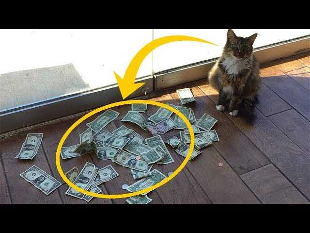 Кот каждый день приносил кучу денег! Когда люди узнали, где он их берет — у них отвисла челюсть!