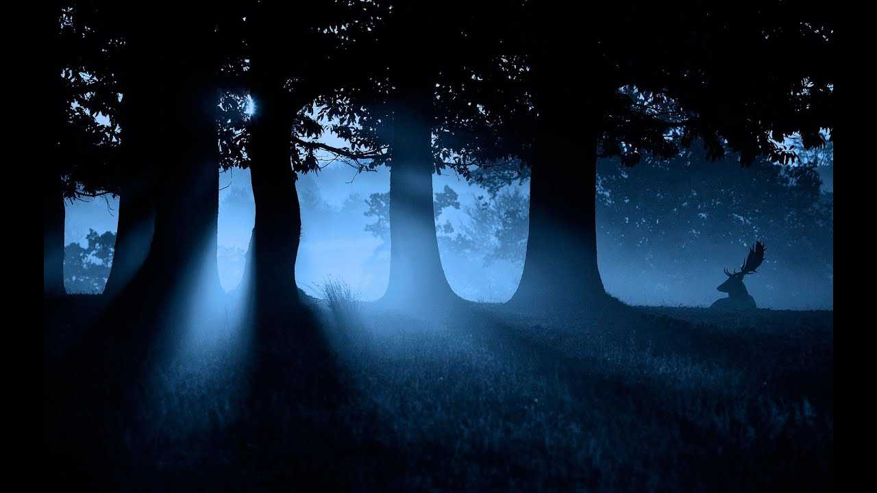 Крипипаста "Огни в ночном лесу", Том Сойер, страшная история об ужасе тайги