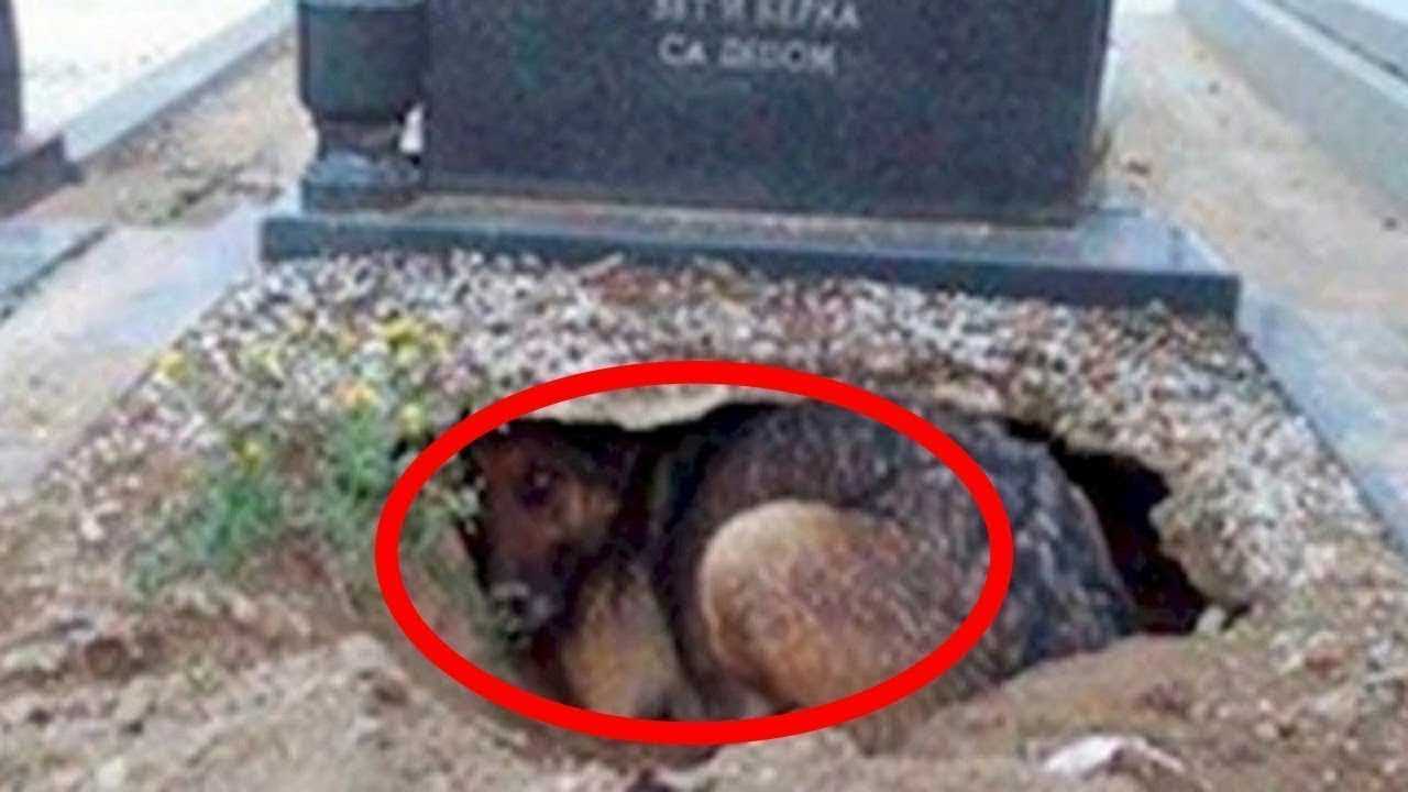 Они думали, что эта собака скорбит по своему хозяину, пока не увидели, что находится под ней!