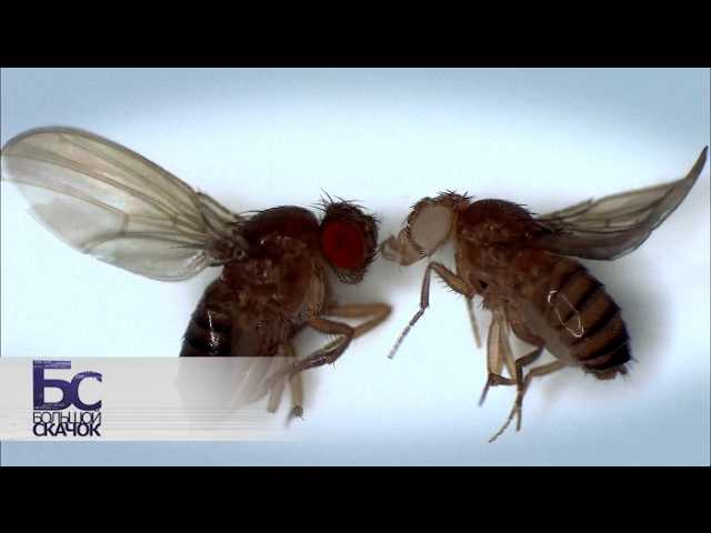 Великие мухи науки. Фильм 1 | Большой скачок