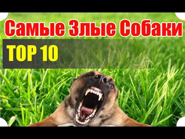 Самые Злые Собаки - ТОП 10