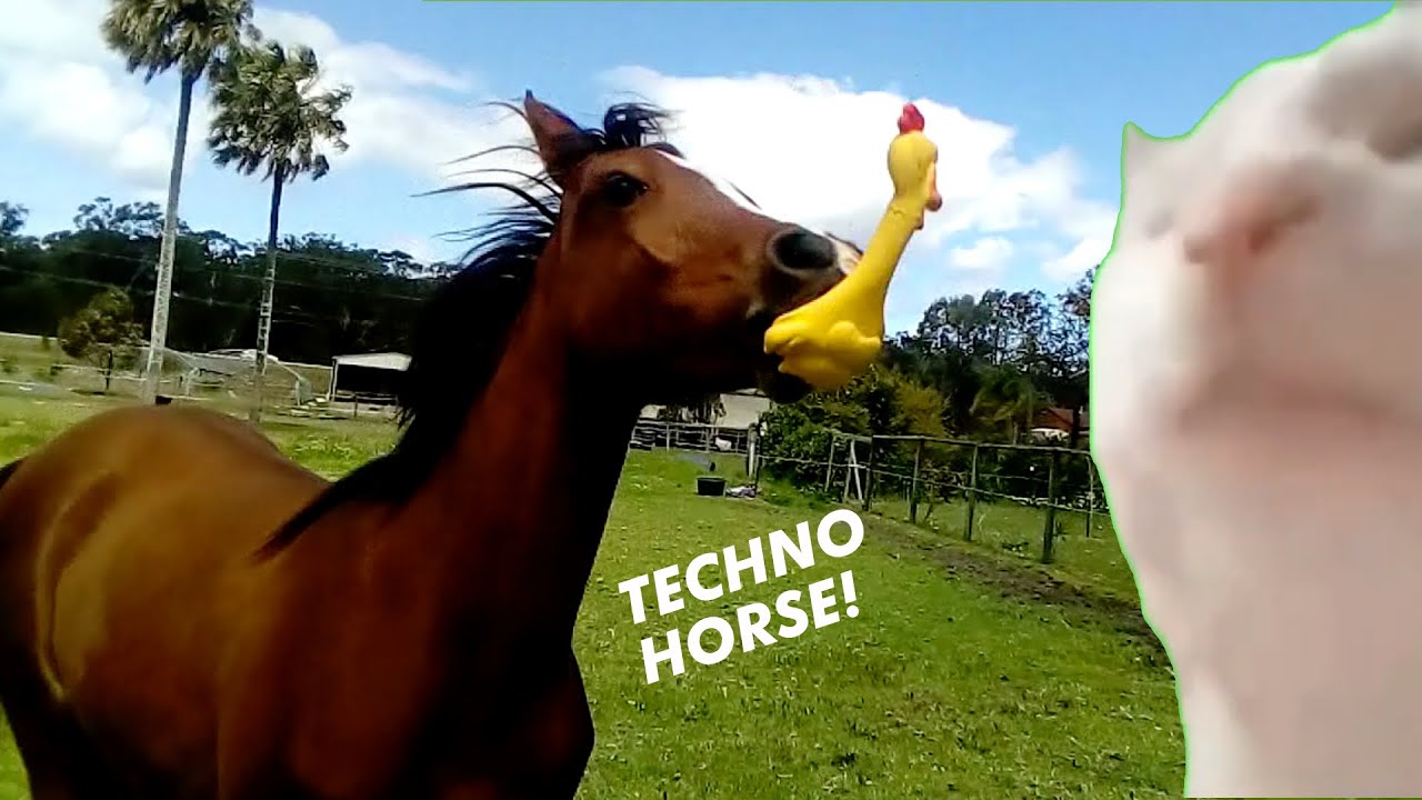 Techno Horse X The Kiffness (Squeeky Chicken Toy Remix)