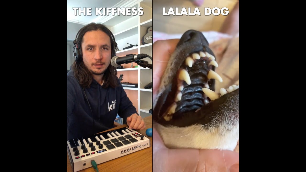The Kiffness x Lalala Dog - Lalala (Live Looping Singing Dog Song)