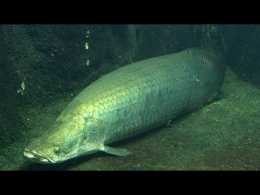 Самые большие пресноводные рыбы в мире