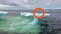 Рыбаки думали что это тюлень на дрейфующей льдине, но когда приблизились то сильно удивились