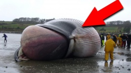 Моряки сумели снять на видео странное существо, похожее на огромного кита с человеческой головой