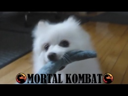 Gabe the Dog - Mortal Kombat